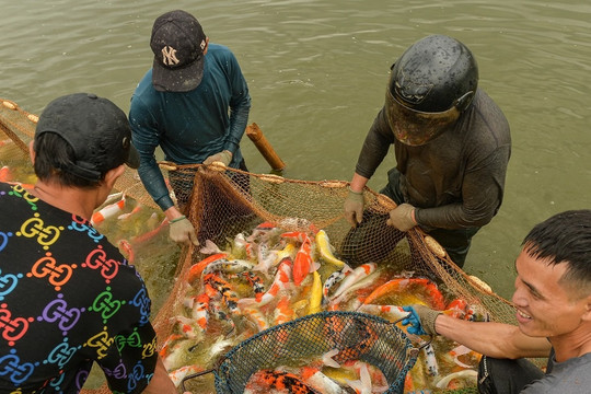 Hàng tấn cá koi được chuyển khỏi hồ Đầm Đông