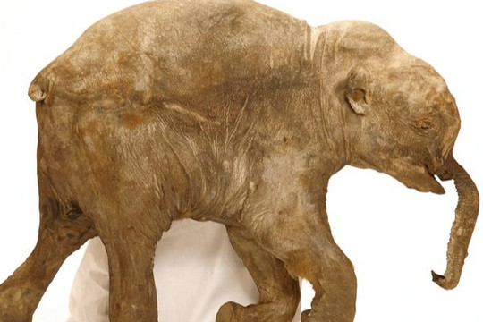 Chiêm ngưỡng xác voi ma mút bảo quản hoàn hảo hơn 40.000 năm