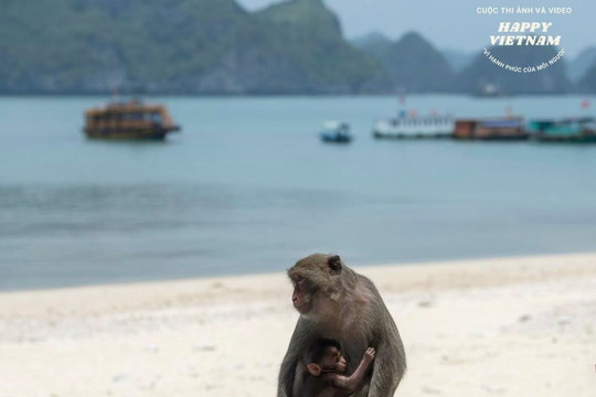 Cuộc sống tự nhiên của bầy khỉ thân thiện trên đảo Cát Dứa, Cát Bà