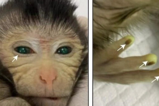 Khỉ mắt xanh, ngón tay phát sáng, ra đời ở Trung Quốc