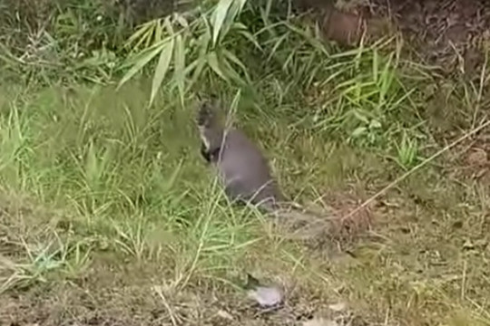 Chuột túi xuất hiện ở Cao Bằng có phải Kangaroo?
