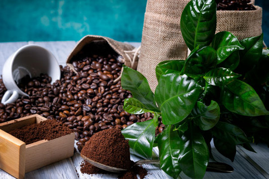 4 điều cần nhớ khi sử dụng bã cà phê cho cây trồng trong nhà