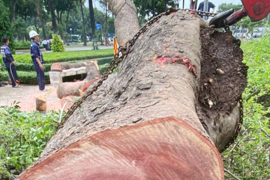 Đốn hạ cây sọ khỉ 100 năm tuổi ở Công viên Gia Định