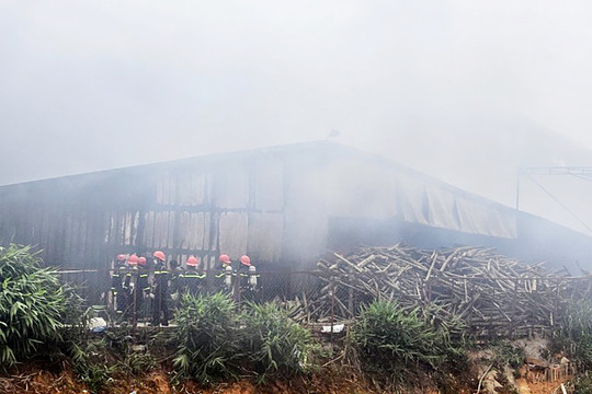 Cơ sở sản xuất nấm rộng hơn 3 ha ở Lâm Đồng bốc cháy dữ dội