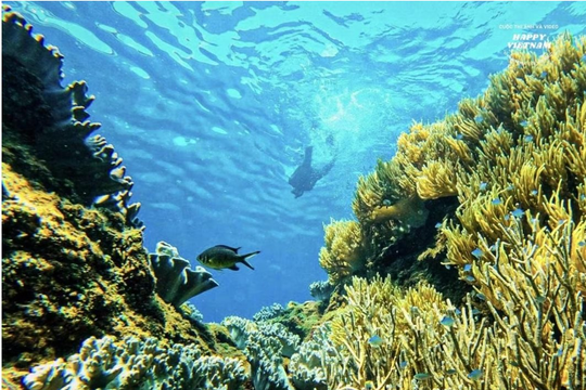 Những rặng san hô tuyệt đẹp dưới đáy biển Việt Nam