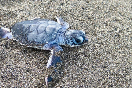 Rùa biển đực sắp tuyệt chủng