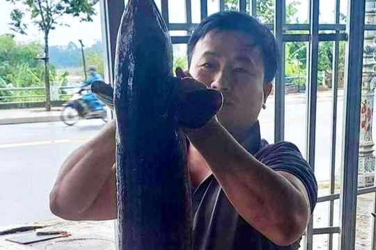 Người dân Quảng Ngãi câu được cá chình dài 1,6m