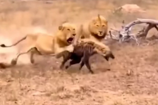 Linh cẩu bị đàn sư tử bao vây tấn công và cái kết khó ngờ