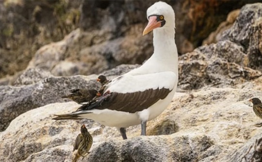 Chim sẻ 'ma cà rồng' chuyên uống máu chim điên