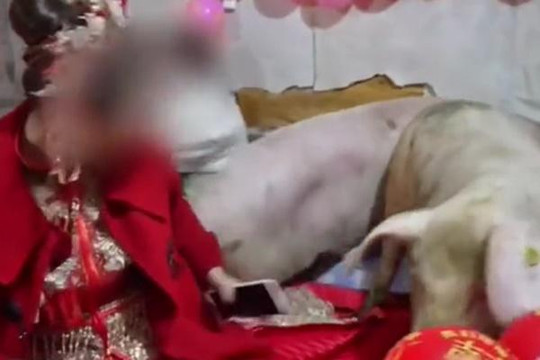 Kỳ lạ ba con lợn lao lên giường cô dâu trong đám cưới
