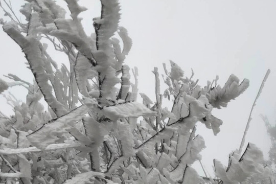 Băng tuyết phủ trắng đỉnh La Pán Tẩn ở Yên Bái