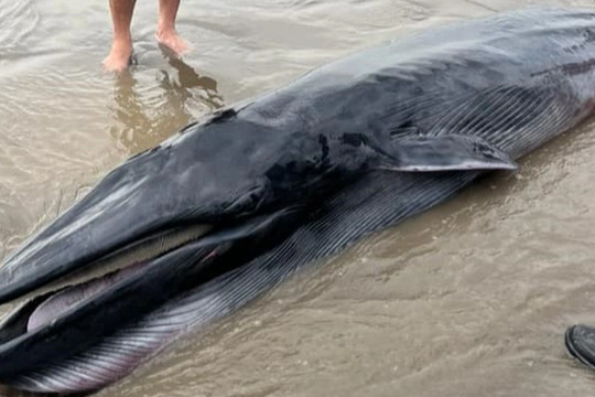 Cá voi nặng 300kg chết dạt vào bờ biển Trà Vinh