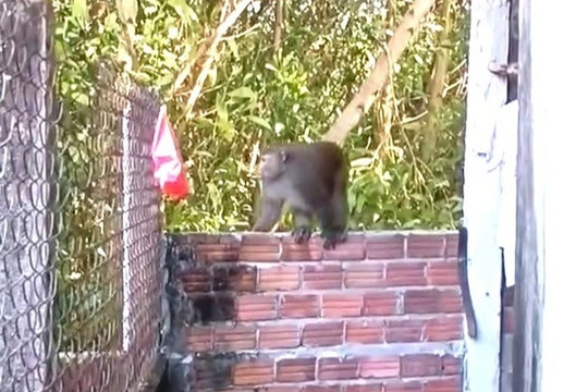 Lên phương án xử lý con khỉ tấn công người ở Quảng Nam