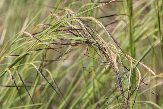 Pili - Loại cỏ đặc biệt biết chuyển động khi bị ướt