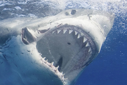 Tài năng lướt sóng tuổi teen tử nạn trong vụ cá mập tấn công