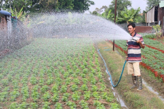 Lo không có người mua, nhà vườn Bình Dương trồng giảm một nửa số lượng hoa