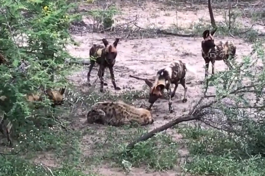 Kết cục bi thảm của linh cẩu khi lọt vào vòng vây chó hoang châu Phi