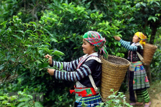 Các loại trà ngon đặc sản của Việt Nam‏