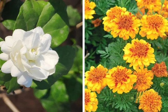 6 loại hoa đẹp nhưng không dùng để chơi Tết, tránh mua về kẻo rước xui xẻo