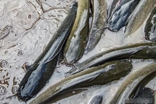 4 loại cá chứa nhiều kim loại nặng, mua cá trước Tết cần tránh xa