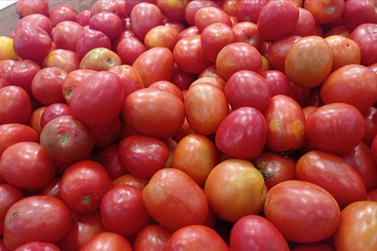 Mối liên hệ cần biết giữa cà chua và axit uric