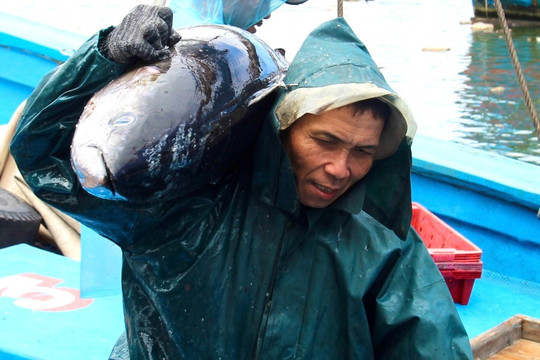 Bán cá ngừ thu gần 850 triệu USD, chuyến biển đầu năm ngư dân lãi lớn