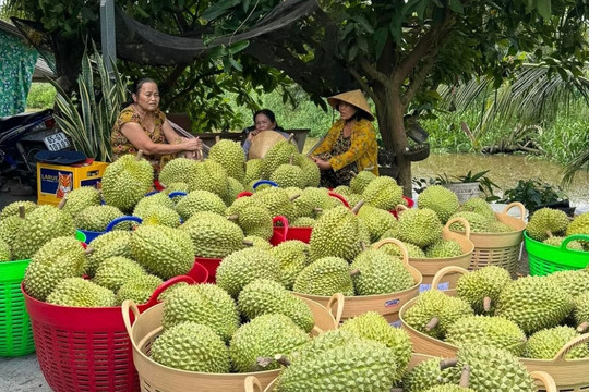 Là quà biếu Tết đắt hàng ở Trung Quốc, giá sầu riêng Việt có quả vọt lên 1 triệu