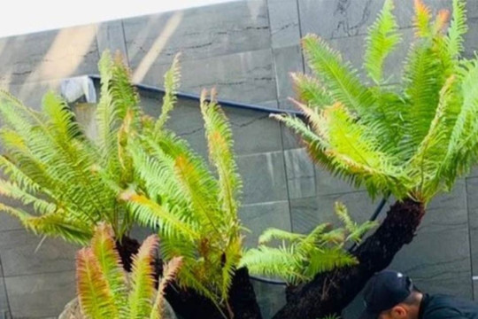'Hô biến' cây dại mọc đầy đường thành bonsai giá tiền triệu, đắt khách dịp Tết