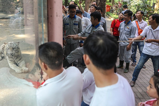 Hổ trắng 300kg kéo co với du khách trong Thảo Cầm Viên mùng 1 Tết