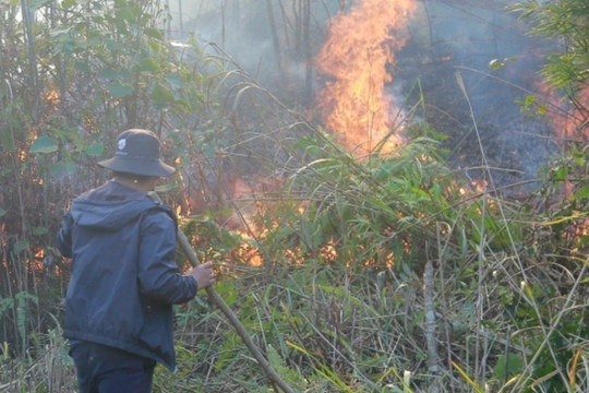 Khống chế xong đám cháy ở VQG Hoàng Liên, nhiều người trắng đêm canh rừng