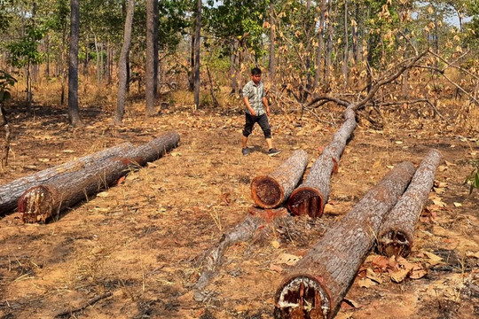 30 người chặt phá rừng phòng hộ đêm 30 Tết, chống đối khi bị phát hiện