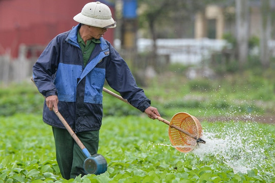 Lạnh thấu xương, nông dân ở Hà Nội vẫn miệt mài xuống đồng