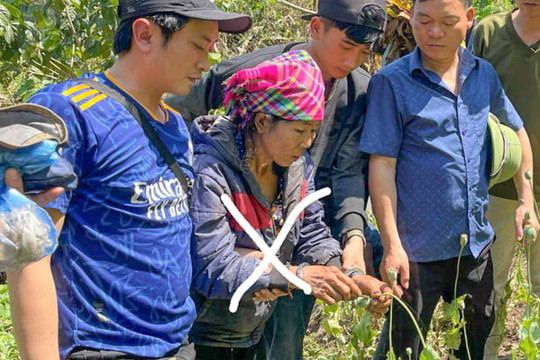Người phụ nữ trồng 3.200 cây thuốc phiện giữa rừng sâu