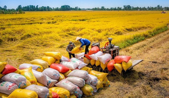 Hơn nửa năm 'thăng hoa, giá gạo Việt lao dốc