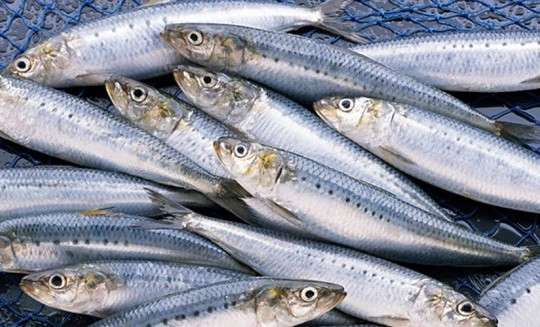 Loại cá bổ sung collagen làm đẹp da và góp phần giảm cân