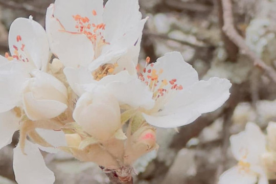 Về ‘miền cổ tích’ chiêm ngưỡng loài hoa sơn tra khoe sắc trắng tinh khôi