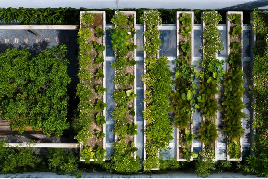 Văn phòng công ty mọc giữa rừng cây, thân thiện môi trường tại Khánh Hòa
