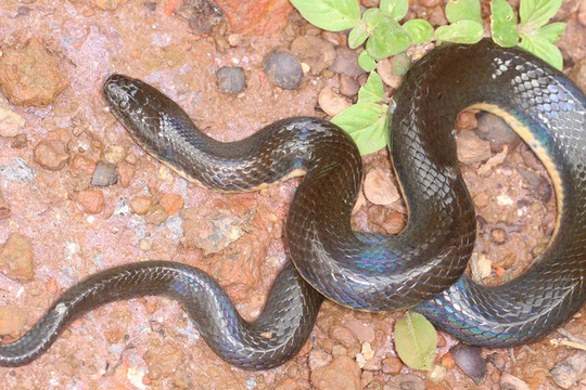 Phát hiện loài rắn mới tại Việt Nam