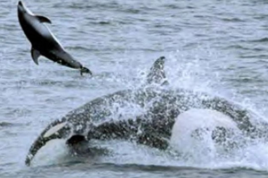 Cá voi sát thủ và kỹ năng săn mồi tàn bạo để kiếm ăn ở biển khơi