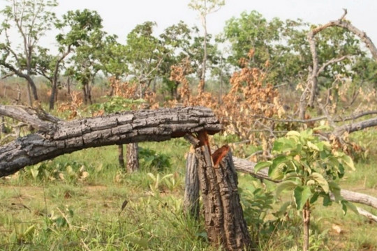 Gần 400ha rừng của Trung tâm bảo tồn voi bị suy giảm chưa rõ nguyên nhân