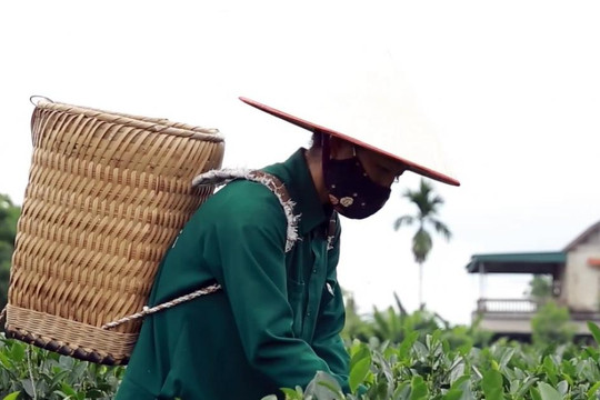 Loại trà tỷ phú Mỹ Bill Gates khen ngon khi du lịch Việt Nam