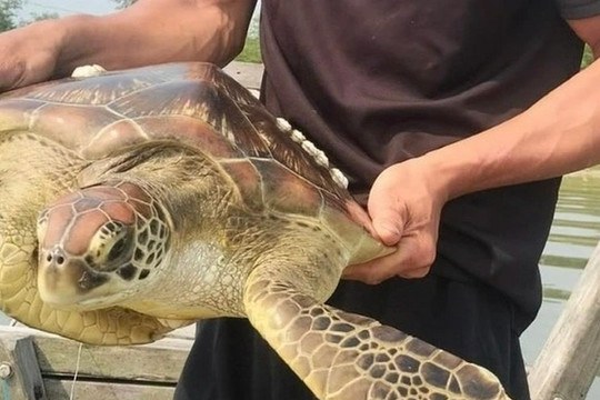 Rùa biển nặng 10kg mắc lưới ngư dân trên phá Tam Giang