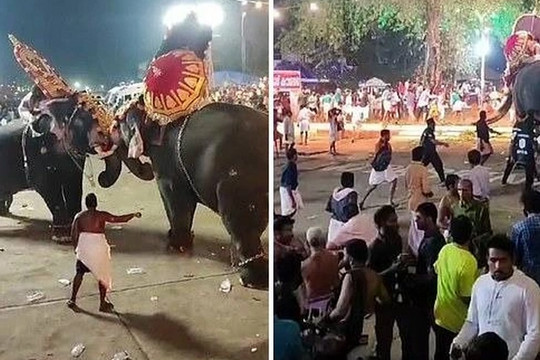 Nhiều người bị thương vì voi lao vào tấn công nhau trong lễ hội