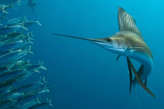 Loài cá bơi nhanh nhất đại dương: Sánh ngang "vua tốc độ" của thảo nguyên