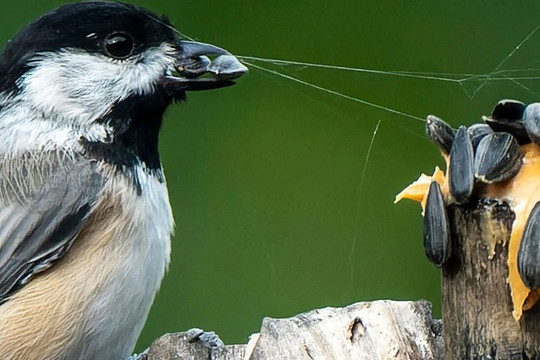 Loài chim sử dụng "mã vạch" để tìm nơi giấu thức ăn