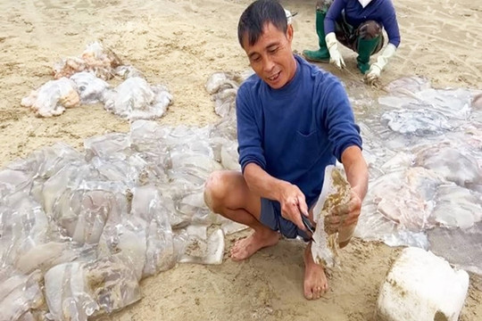 Ngư dân cắt nhỏ sứa trộn với cát biển, dân tình phẫn nộ vì 'mất vệ sinh', nghe giải thích mới ngỡ ngàng
