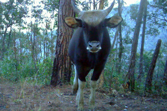 Phát hiện đàn bò tót quý hiếm ở Vườn quốc gia Phước Bình