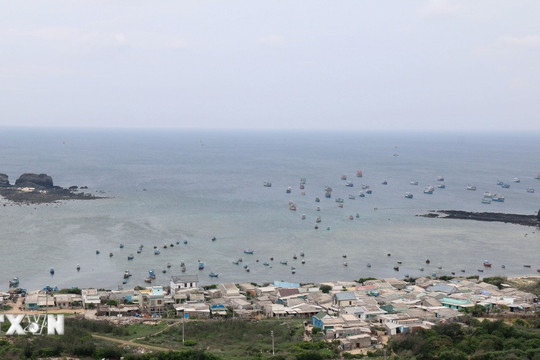 Lãnh đạo huyện đảo Phú Quý bác bỏ thông tin có nhiều ổ rắn độc trên đảo