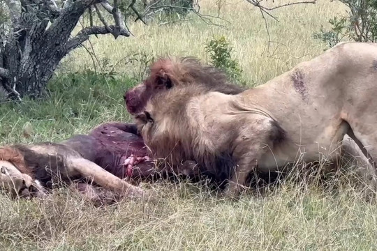 Hình ảnh bi thảm cuối đời của "vua sư tử" khi bị kẻ thù truy sát