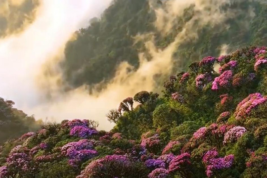 Kinh ngạc rừng hoa đỗ quyên ẩn hiện trong mây trời